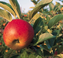 apple on tree banner